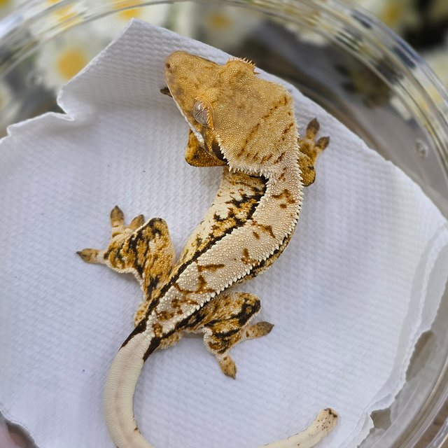 Tri Extreme Harlequin Pinstripe White Spot