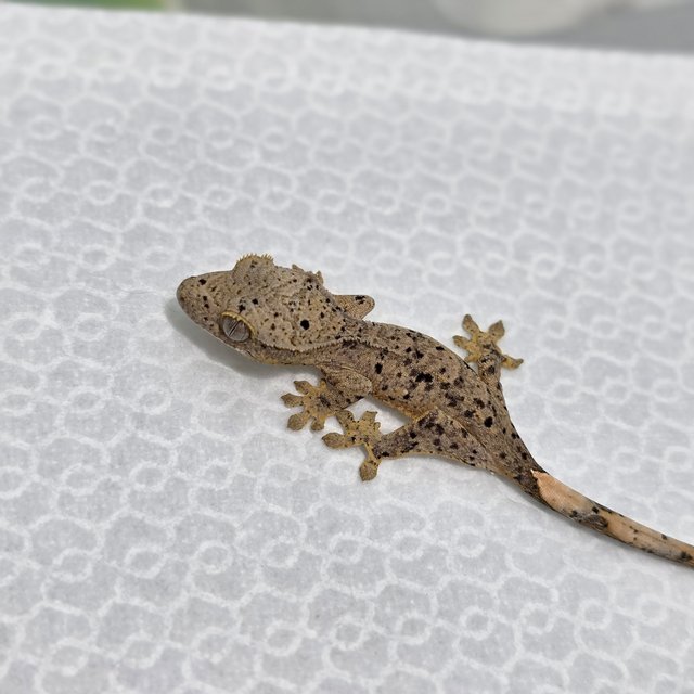 달마시안 슈퍼달마시안