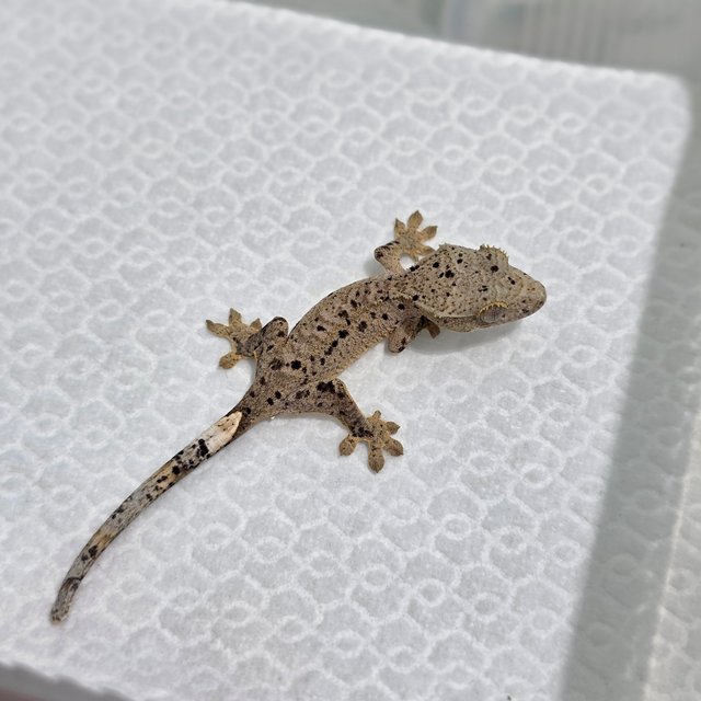 달마시안 슈퍼달마시안