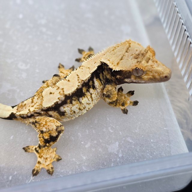 Normal Tri Extreme Harlequin Drippy White Spot