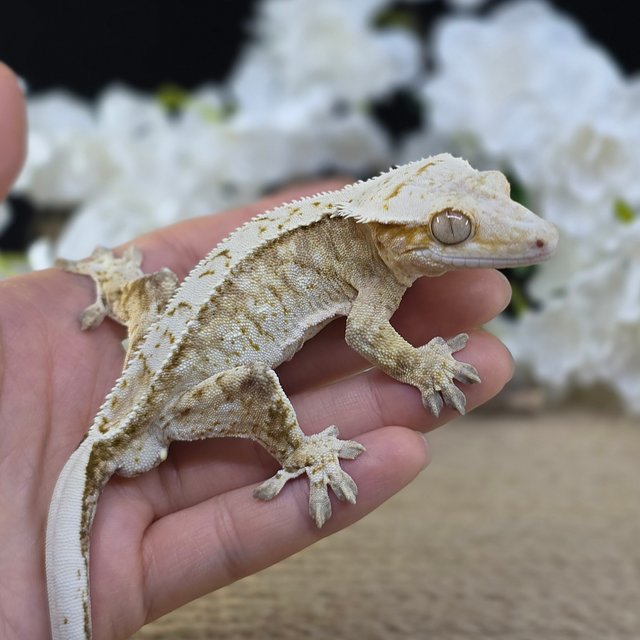 Cream Strawberry Red Drippy White Spot Pinstripe