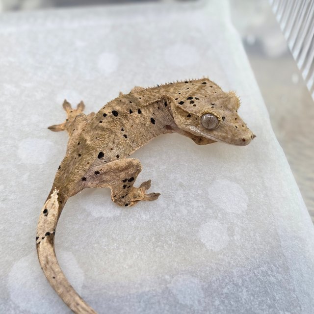 Dalmatian Super Dalmatian