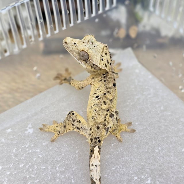 Dalmatian Super Dalmatian