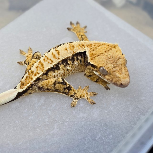 Normal Drippy White Spot Tri Extreme Harlequin