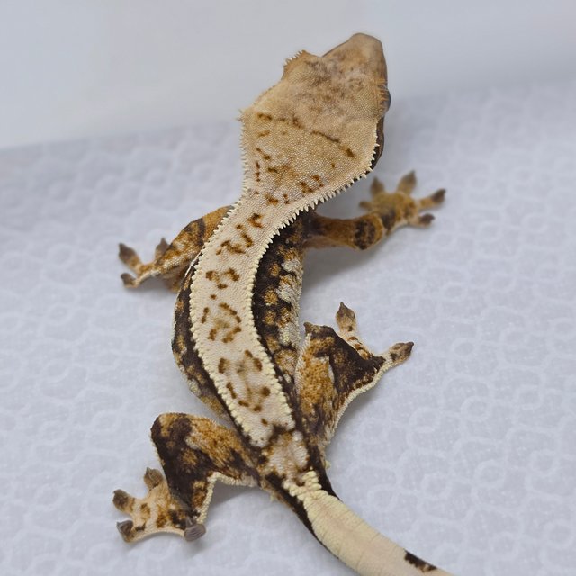 Tri Extreme Harlequin Pinstripe