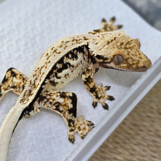 노멀 트라이 쿼드 화이트스팟 풀핀 핀스트라이프