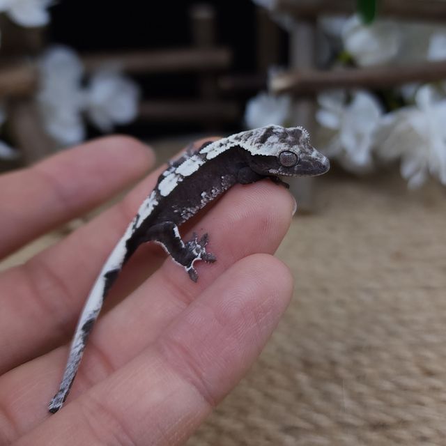아잔틱