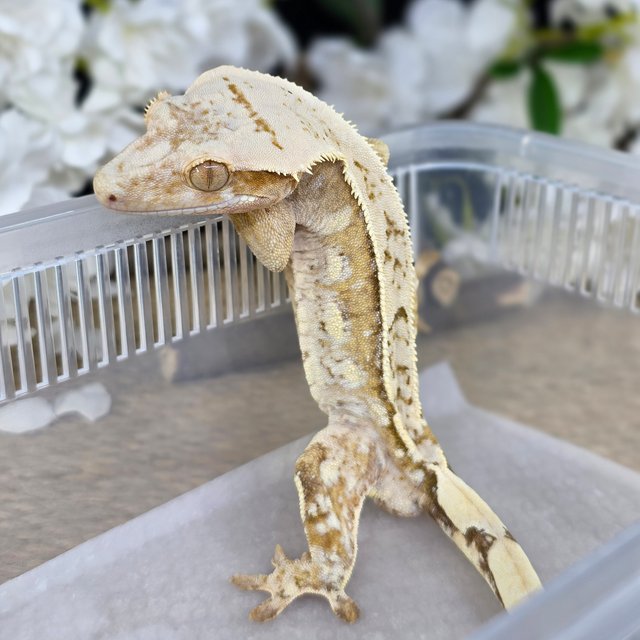 Normal Strawberry Cream Pinstripe White Spot