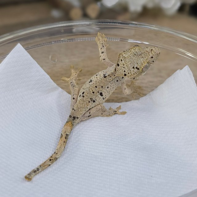 Dalmatian Super Dalmatian