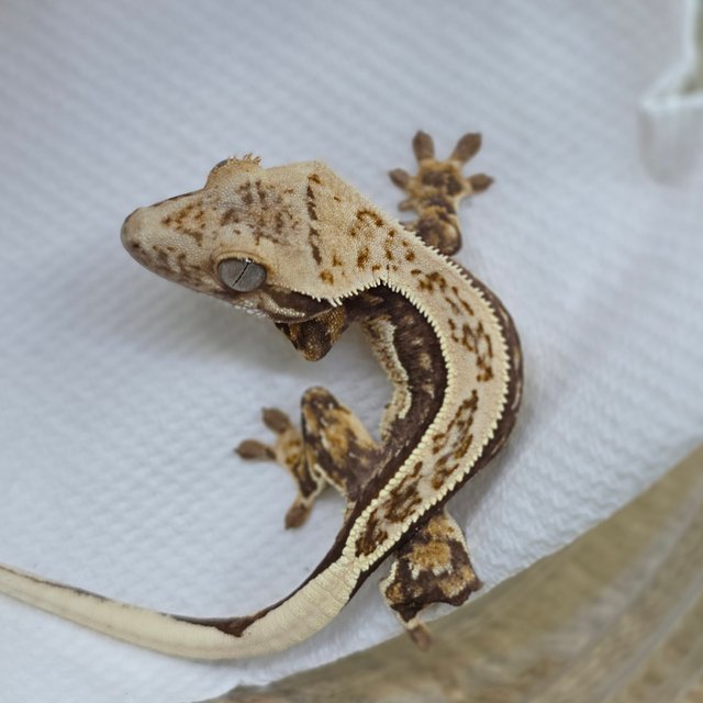 Normal Tri Quad Full Pinstripe Pinstripe