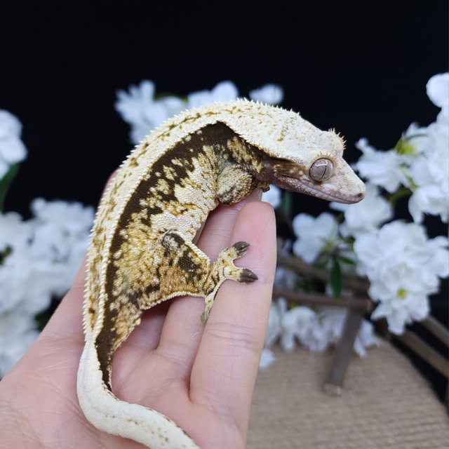 Normal Quad Full Pinstripe