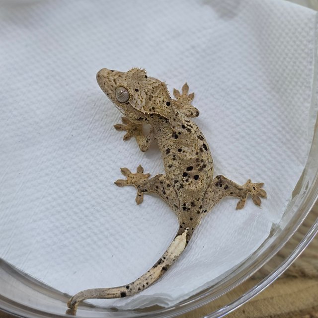 달마시안 슈퍼달마시안