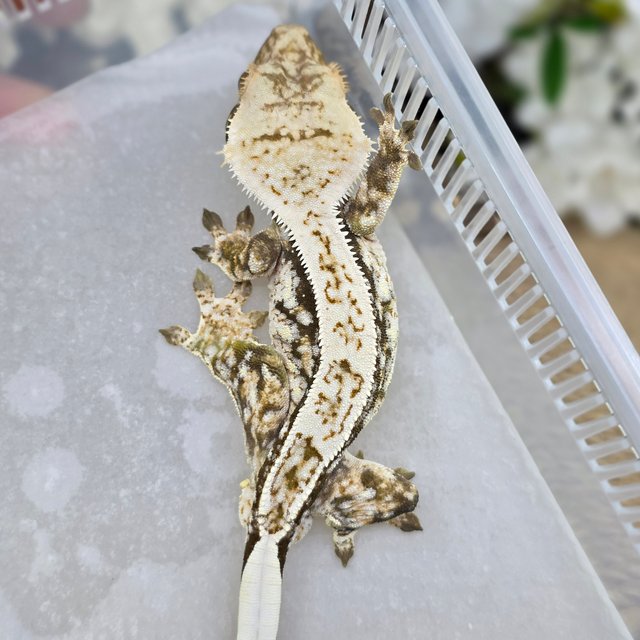 Normal Tri Pinstripe Drippy White Spot