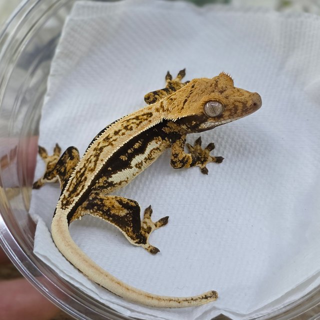 Tri Quad Full Pinstripe