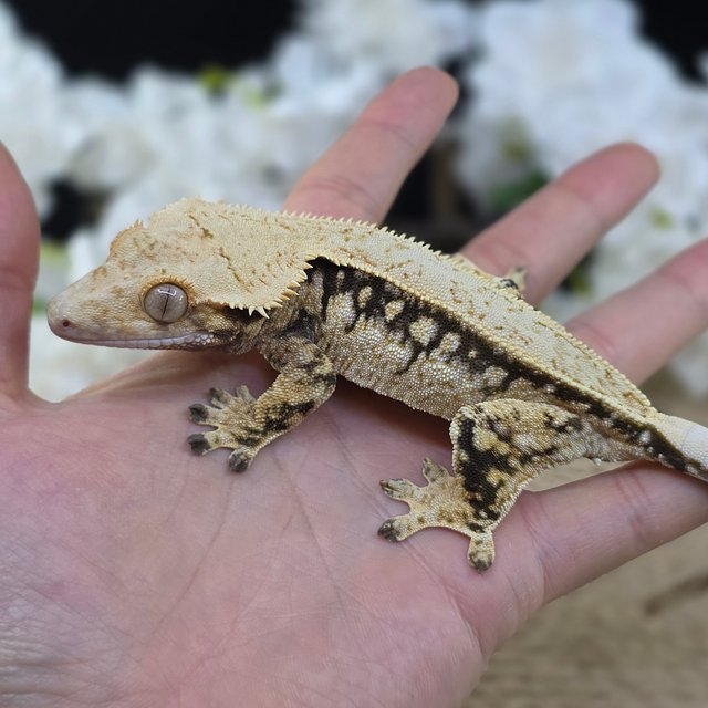 Normal Tri Quad Drippy White Spot Pinstripe