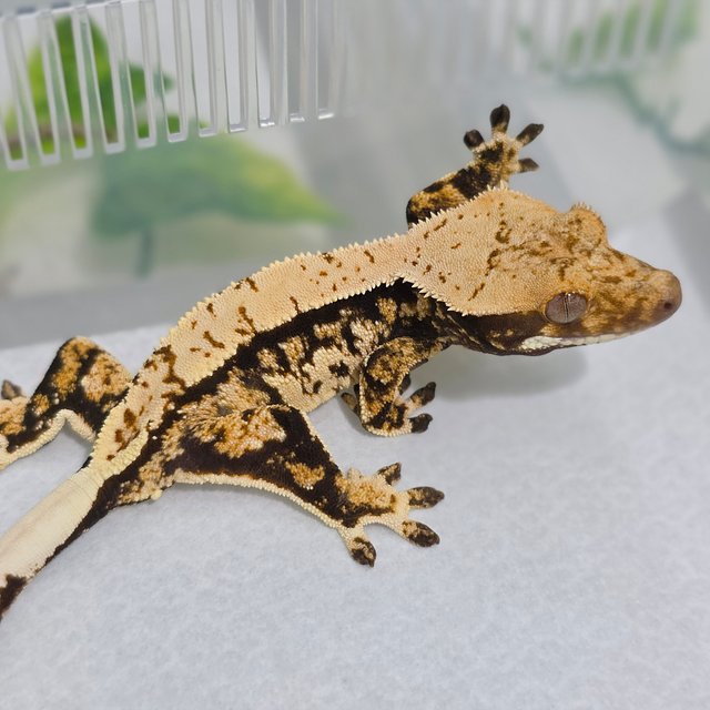 노멀 트라이 쿼드 화이트스팟 핀스트라이프