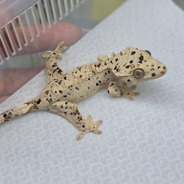 Dalmatian Super Dalmatian