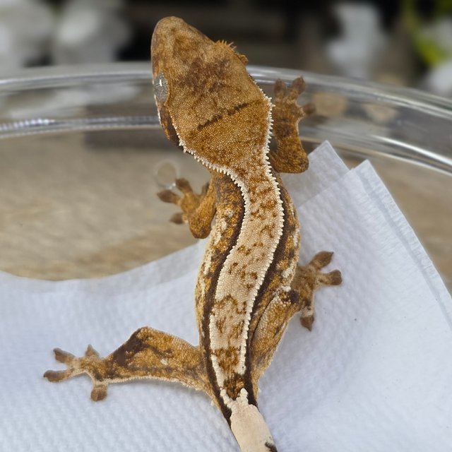 Quad Tri Drippy White Spot Normal