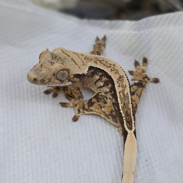 Normal Tri Quad White Spot Full Pinstripe Pinstripe