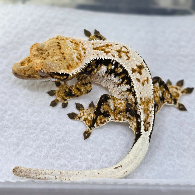 노멀 쿼드 드리피 화이트스팟 핀스트라이프