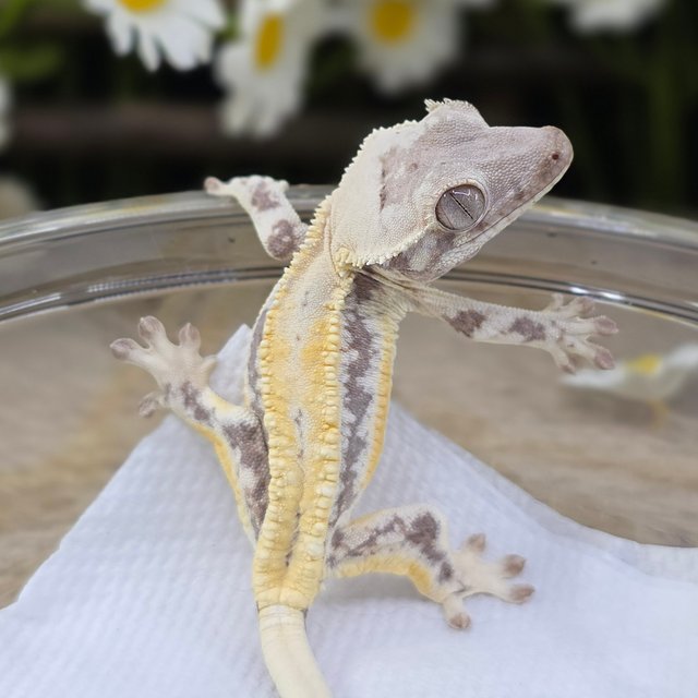 LW Sable Lilly White Sable