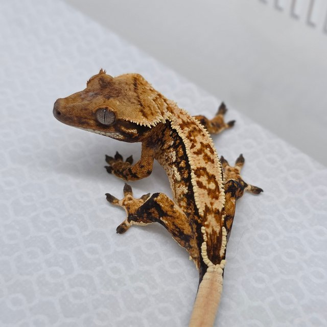 Tri Quad Pinstripe Tangerine