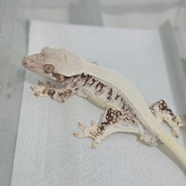 Lilly White Tri Solid Back