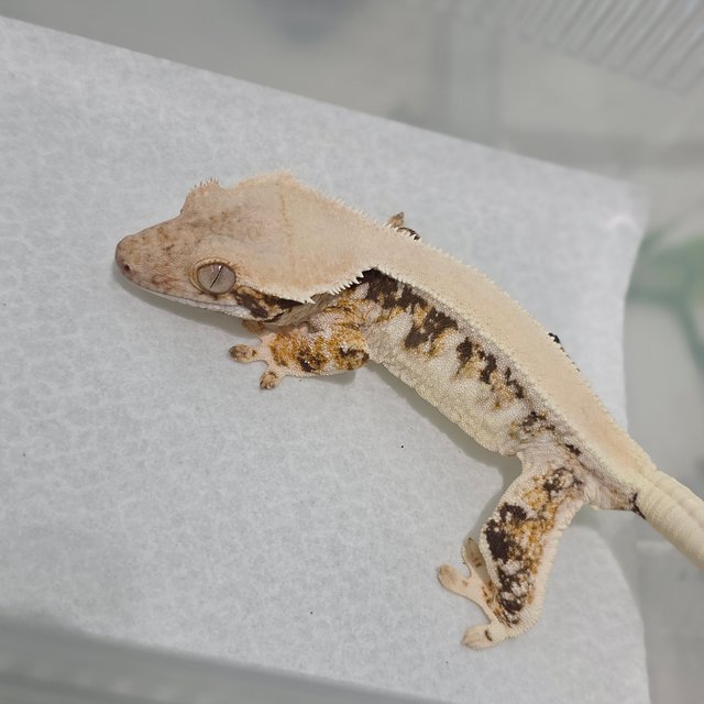 Lilly White Tri Solid Back