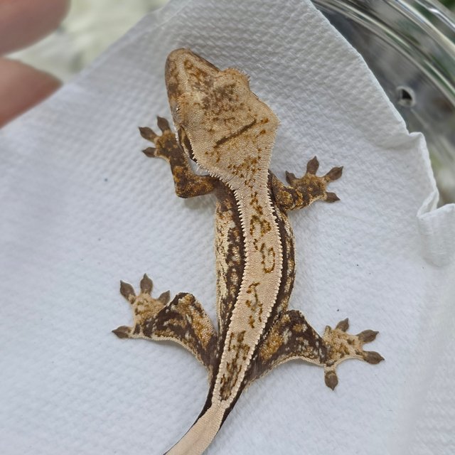 Tri Quad Full Pinstripe Pinstripe Drippy White Spot