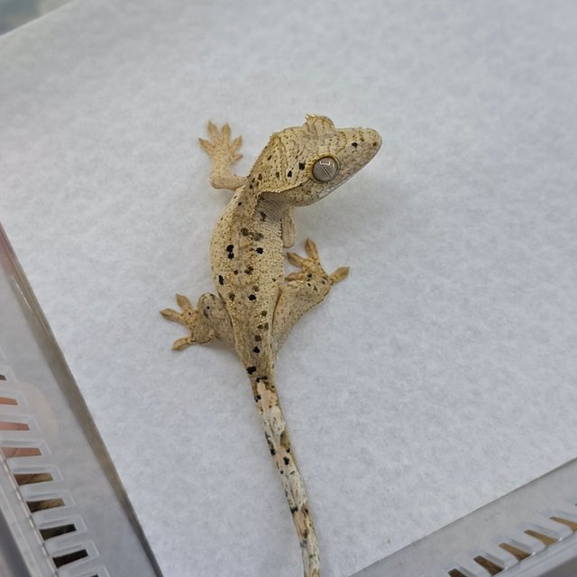 Dalmatian Super Dalmatian