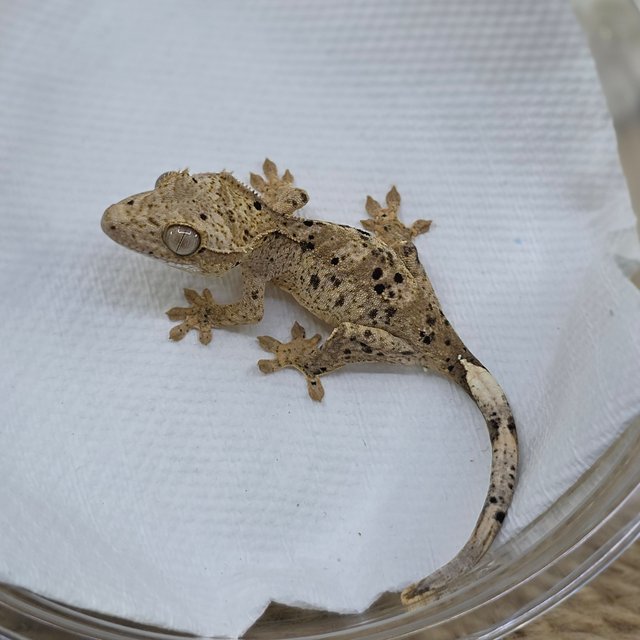 달마시안 슈퍼달마시안