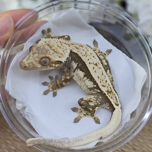 Normal Quad Full Pinstripe