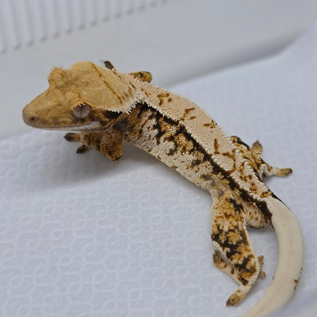 Extreme Harlequin Pinstripe White Spot Tri