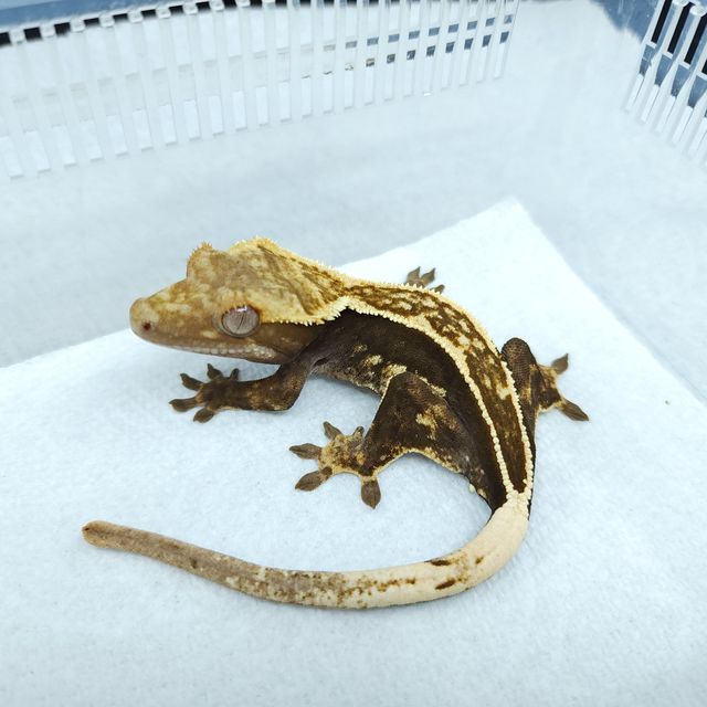 엠티백 오닉스