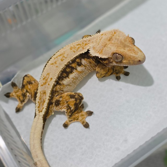 Normal Tri Quad Drippy White Spot