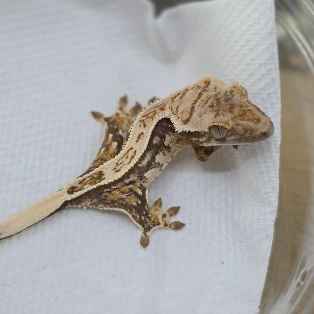 Normal Tri Quad Full Pinstripe Pinstripe