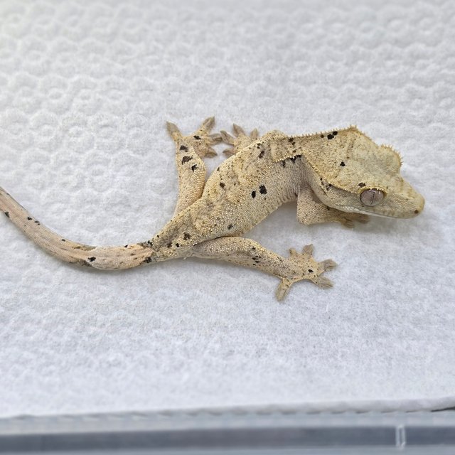 Super Dalmatian Dalmatian