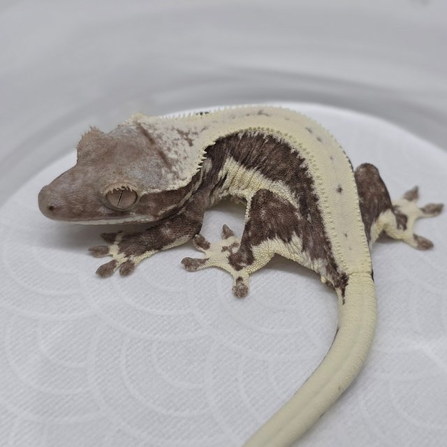 Lilly Axanthic