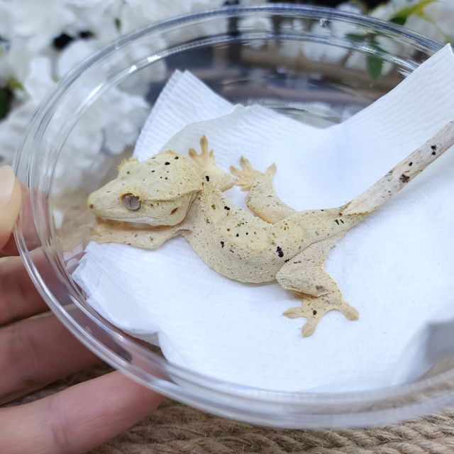달마시안 슈퍼달마시안