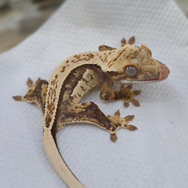 Normal Tri Quad Full Pinstripe Pinstripe