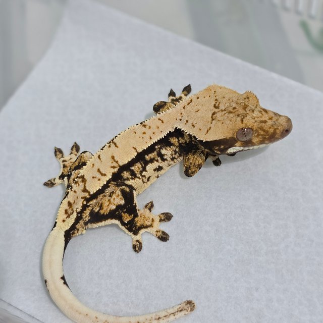 노멀 트라이 쿼드 화이트스팟 핀스트라이프