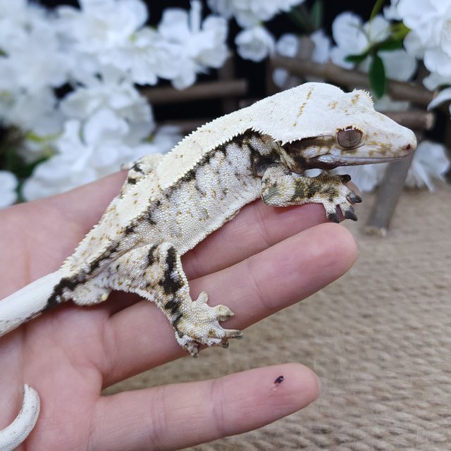 Normal Tri Extreme Harlequin Drippy White Spot