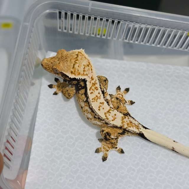 노멀 트라이 익스트림할리퀸 드리피 화이트스팟 핀스트라이프