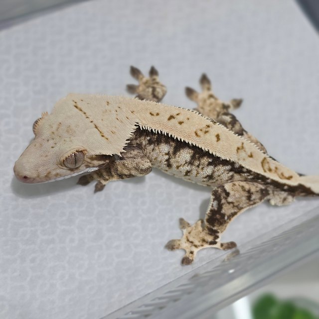 노멀 트라이 익스트림할리퀸 화이트스팟 핀스트라이프