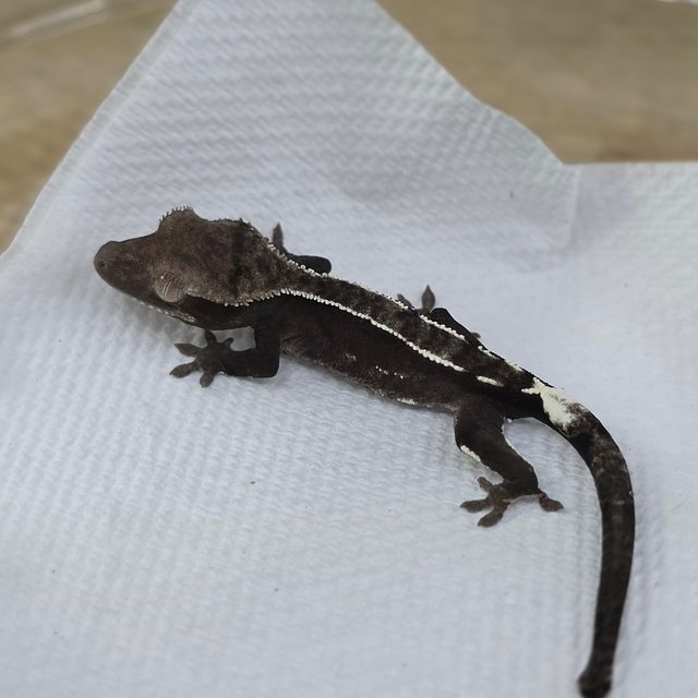 Axanthic