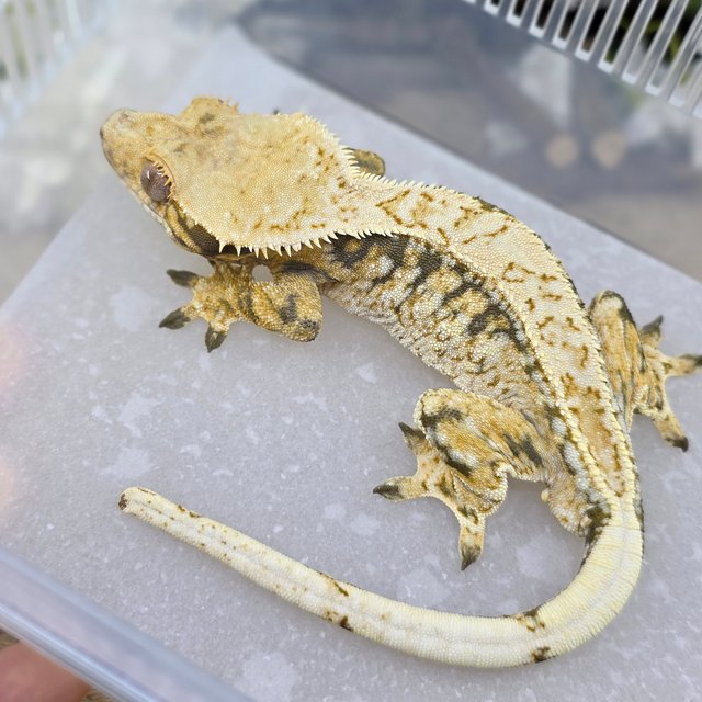 Normal Tri Extreme Harlequin Drippy White Spot