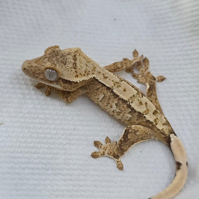 Cream Yellow White Spot