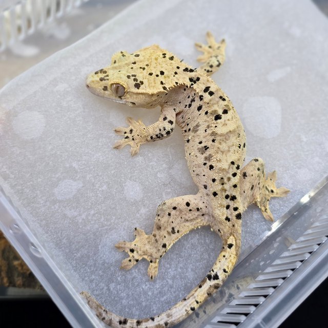 Dalmatian Super Dalmatian