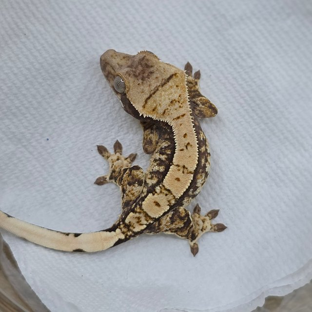 Normal Tri Extreme Harlequin White Spot