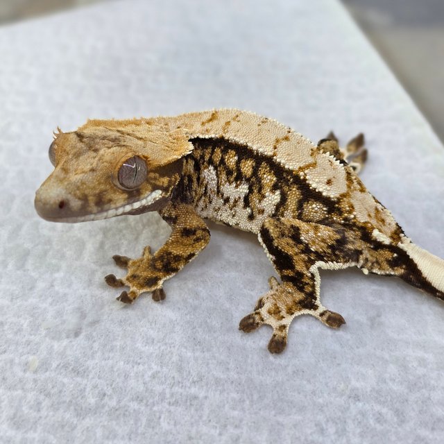 노멀 트라이 익스트림할리퀸 드리피 화이트스팟 핀스트라이프